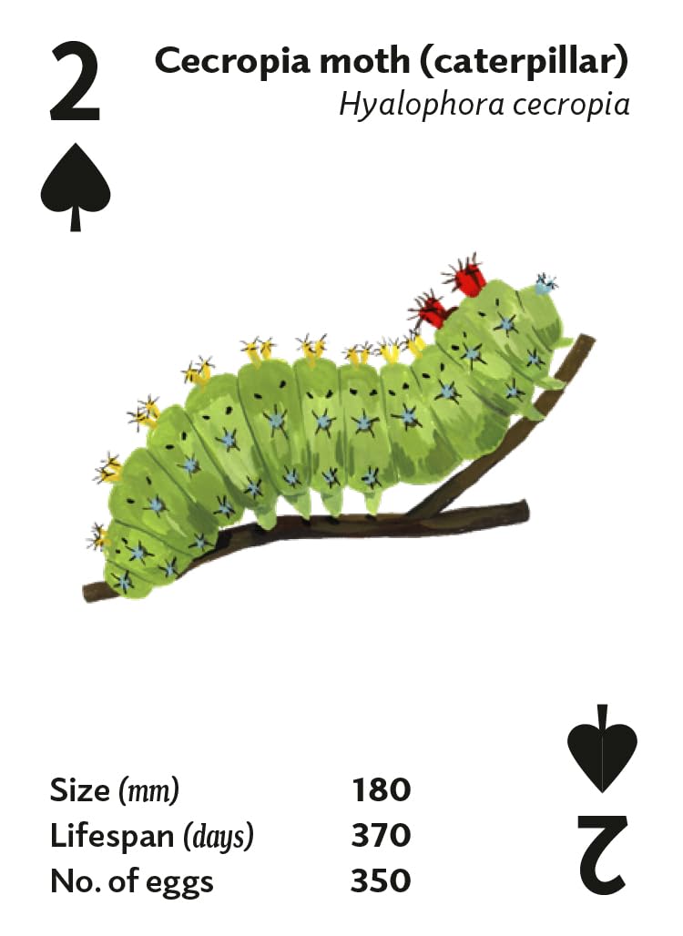 Brilliant Bugs Playing Cards