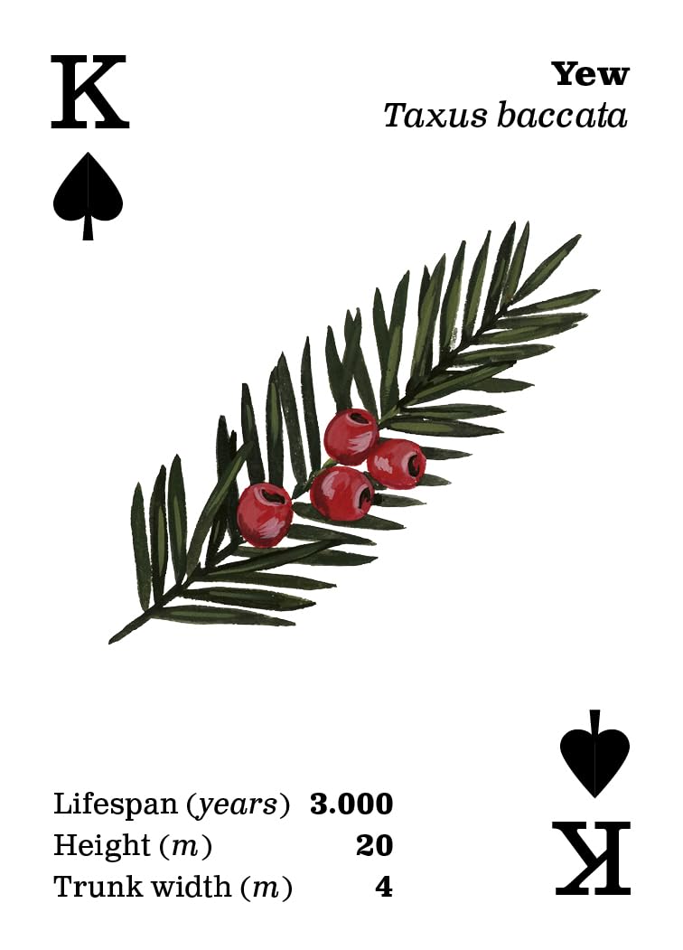 Top Tree Playing Cards