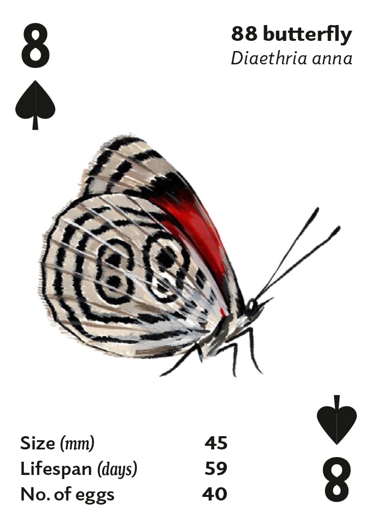 Brilliant Bugs Playing Cards