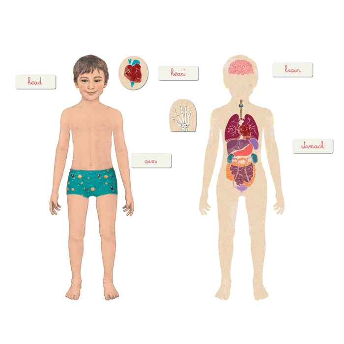 Clementoni Montessori - Human Body