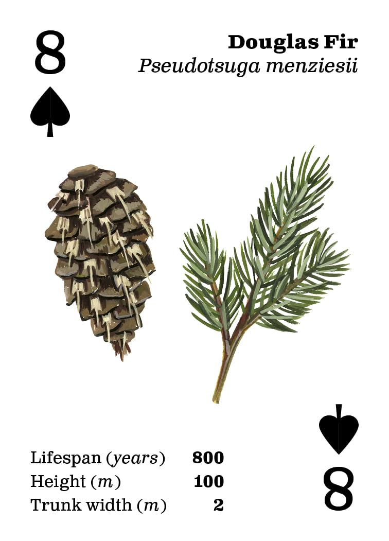 Top Tree Playing Cards