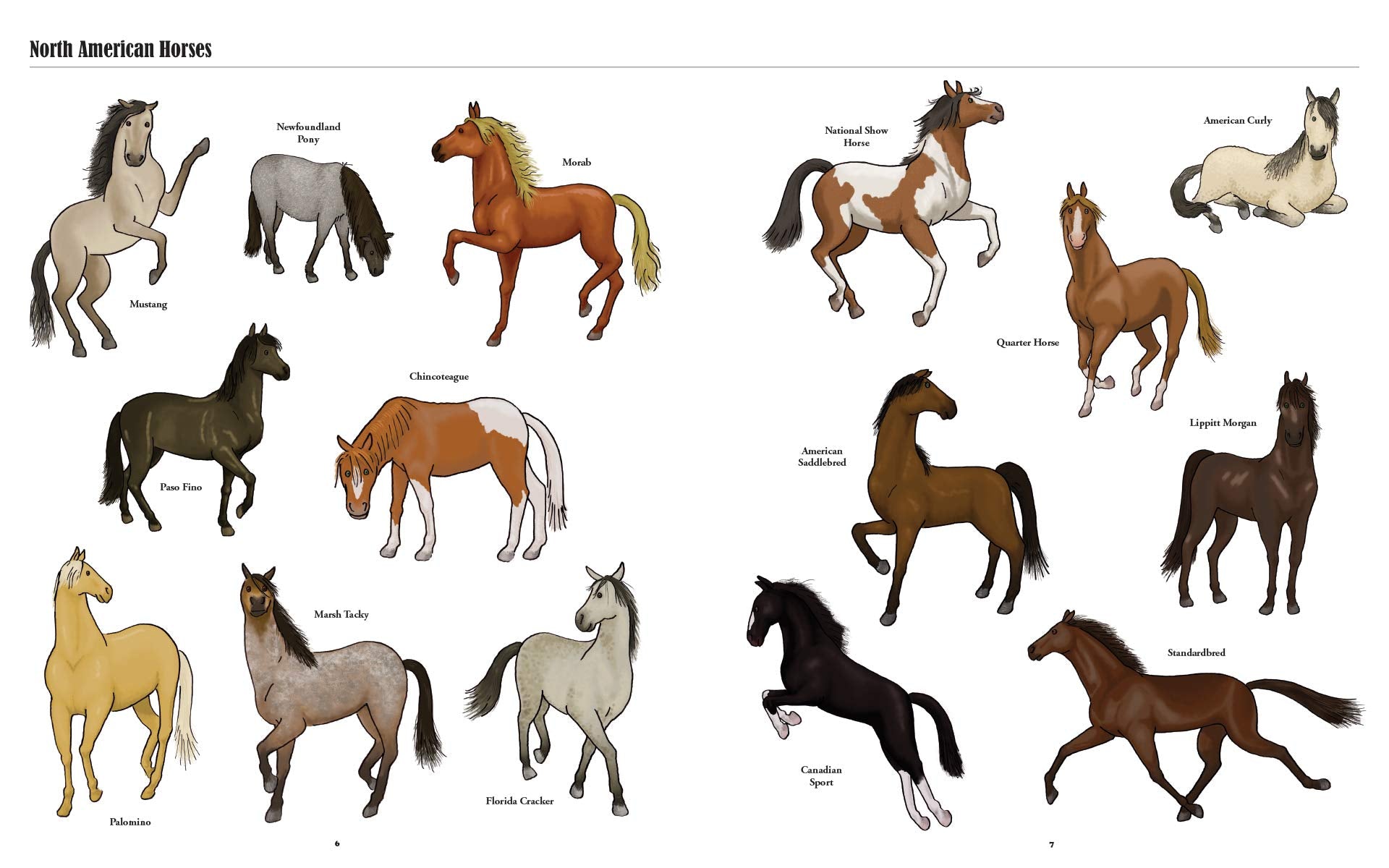 Big Horses, Little Horses: A Visual Guide to the World’s Horses and Ponies