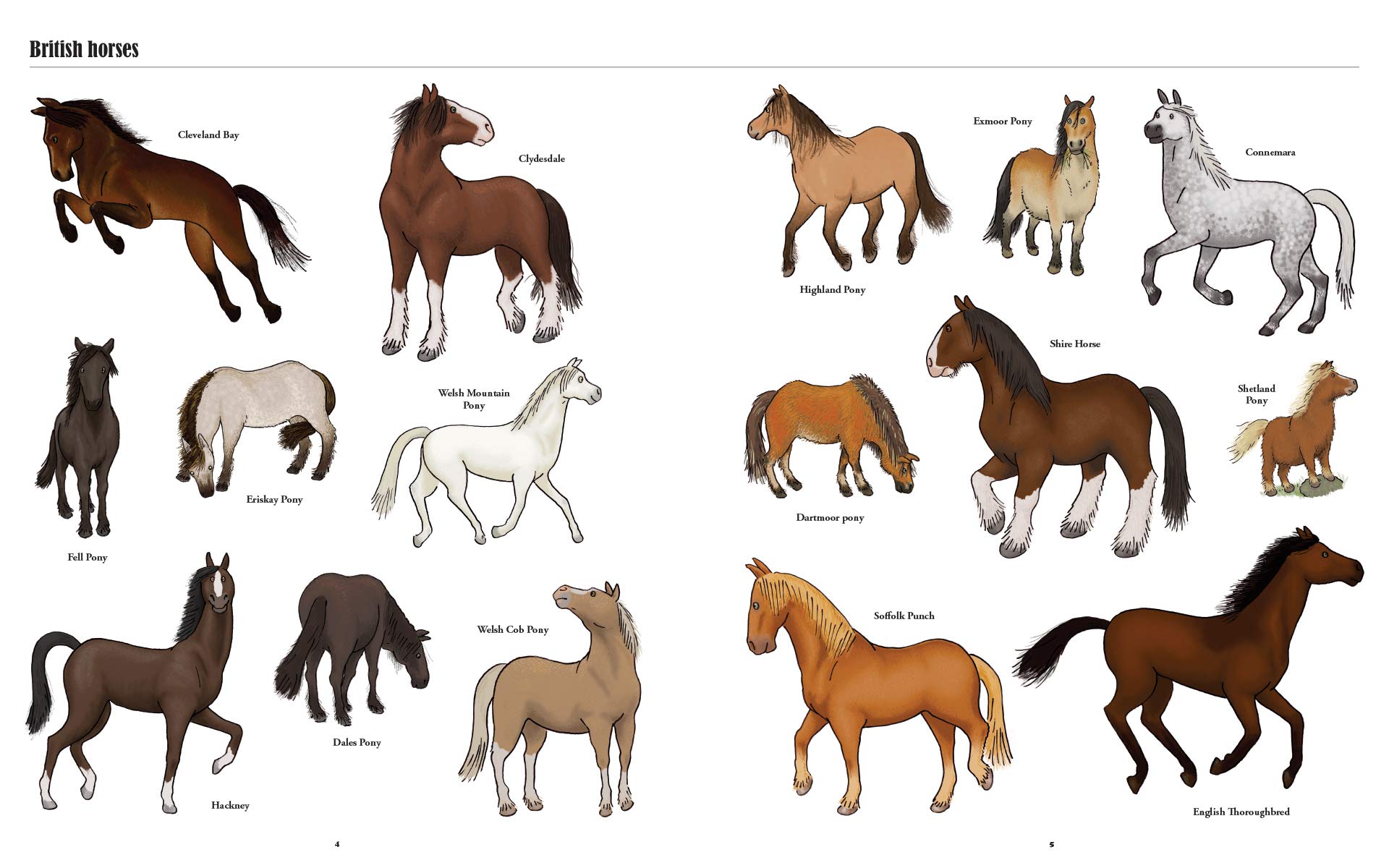 Big Horses, Little Horses: A Visual Guide to the World’s Horses and Ponies