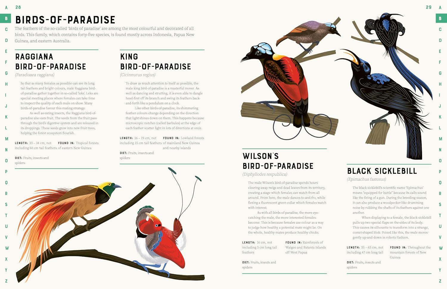 Encyclopedia Of Birds