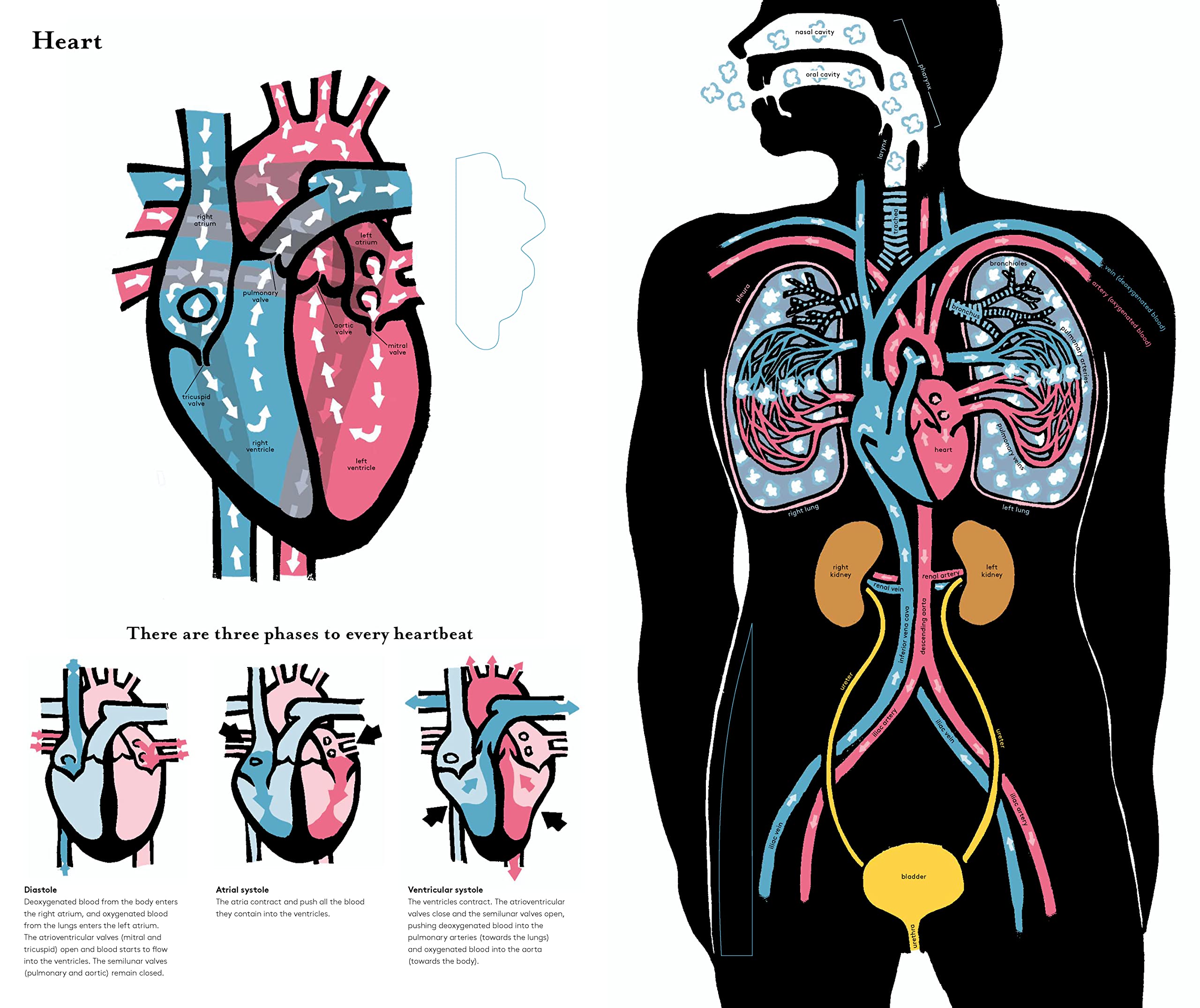 Inside the Body: An extraordinary layer-by-layer guide to human anatomy