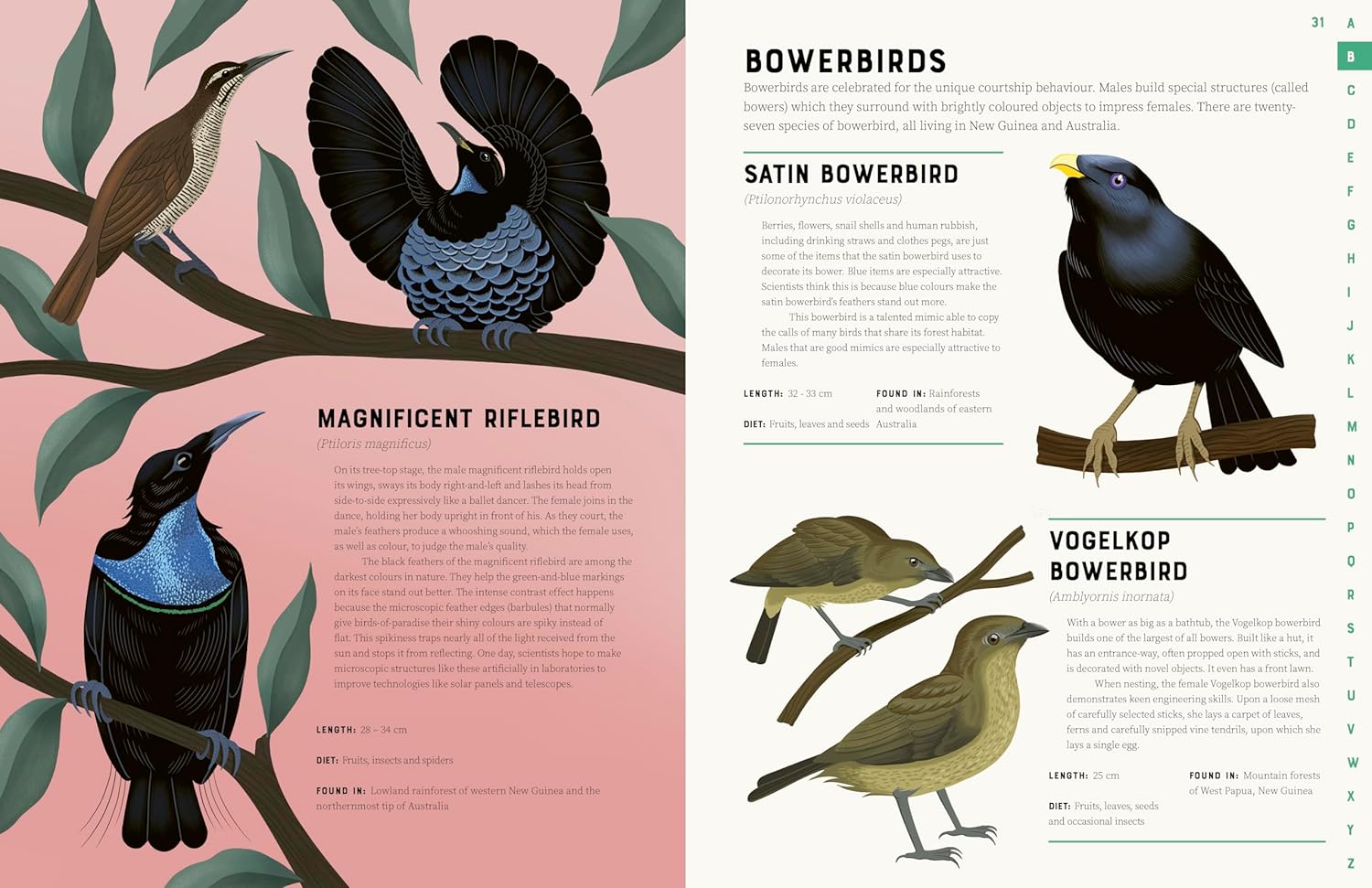 Encyclopedia Of Birds