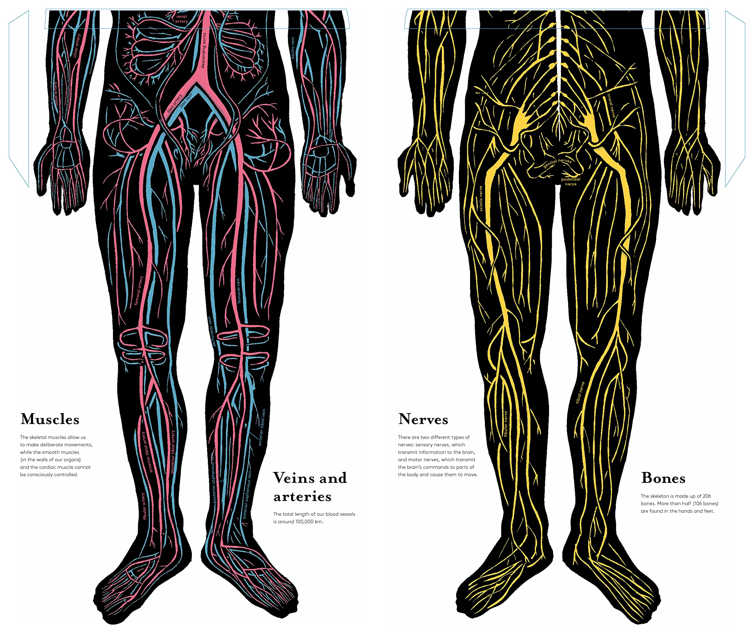 Inside the Body: An extraordinary layer-by-layer guide to human anatomy