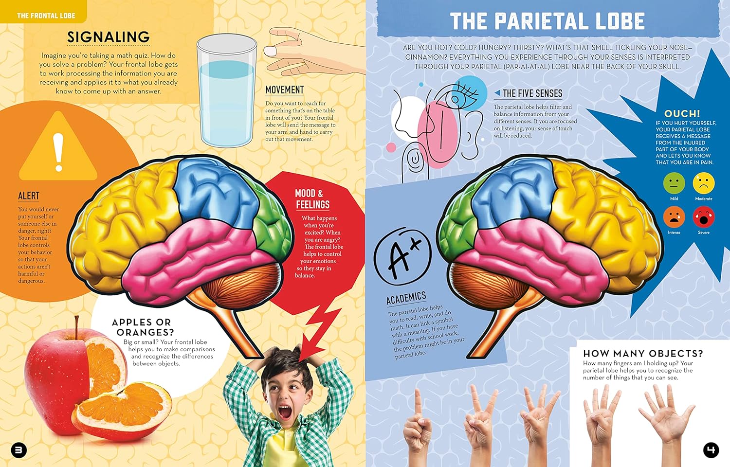 Inside Out: Human Brain