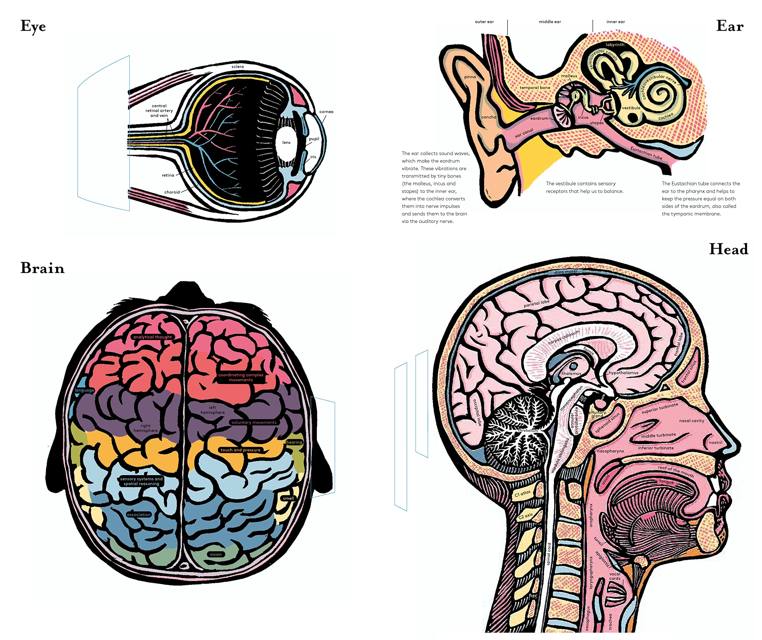 Inside the Body: An extraordinary layer-by-layer guide to human anatomy