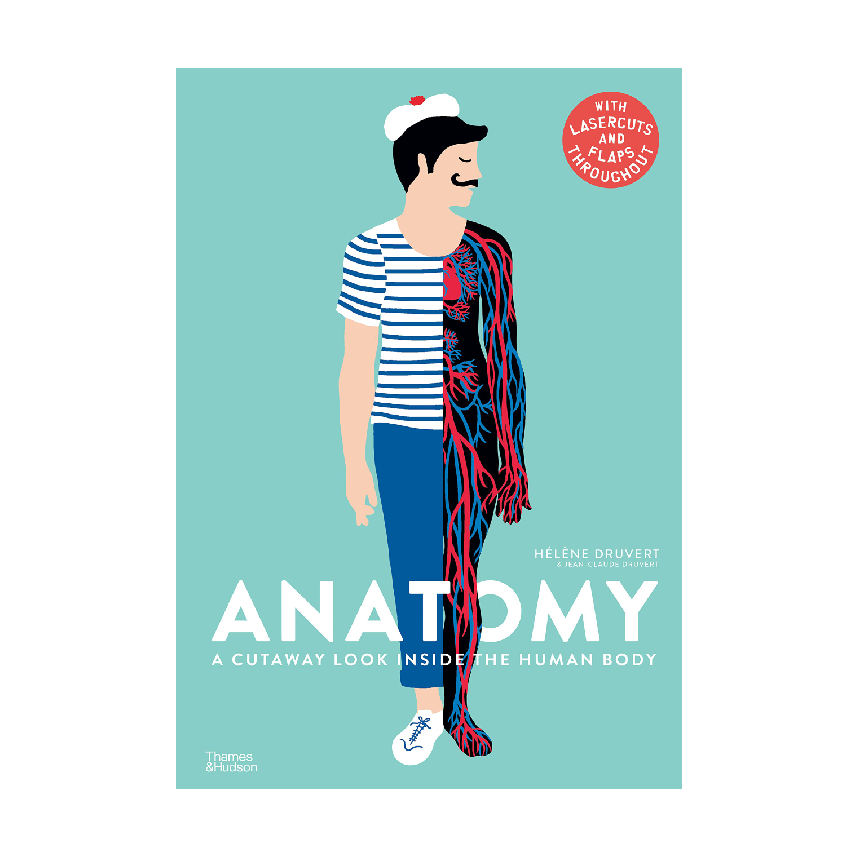 Anatomy - A Cutaway Look Inside The Human Body