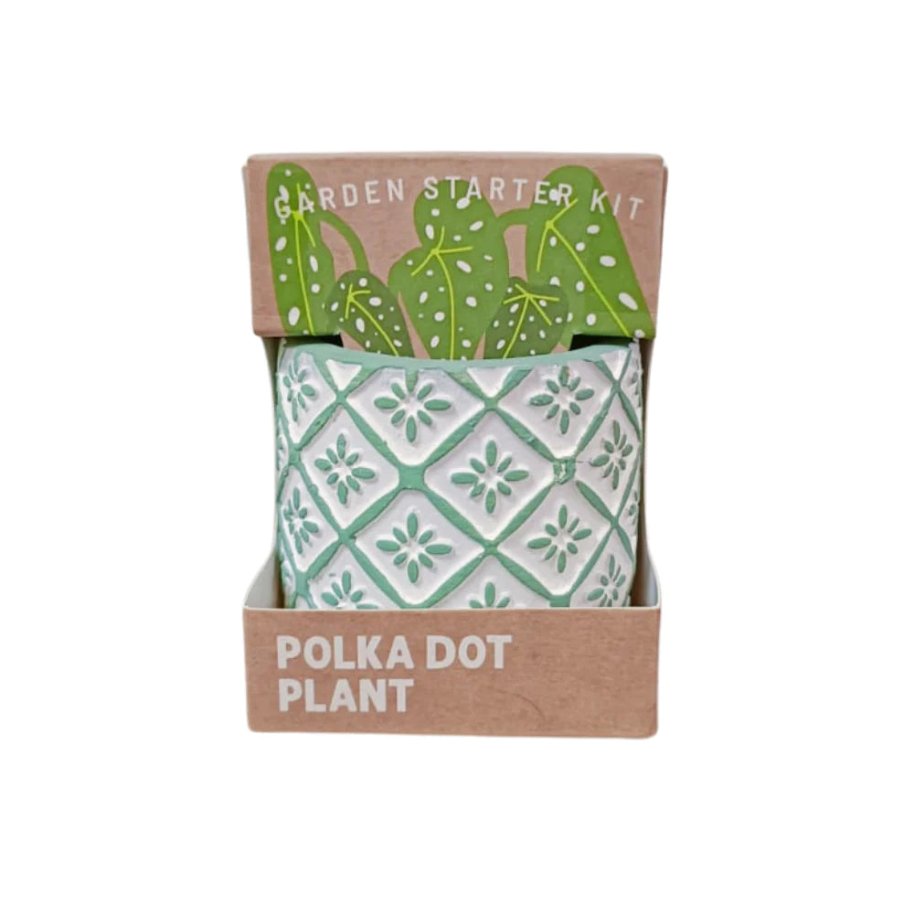 Boutique Garden Succulent Collection: Polka Dots