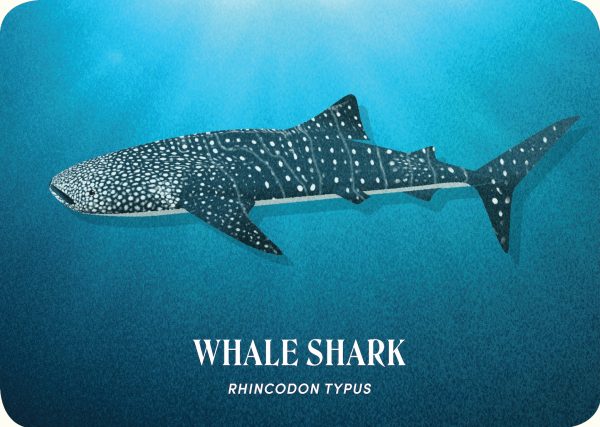 The Shark Deck: A Deep Dive On 50 Fascinating Sharks