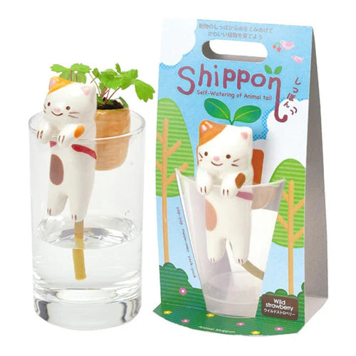 Seishin Shippon Cat: Strawberry